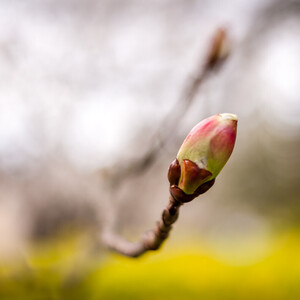Tree Bud